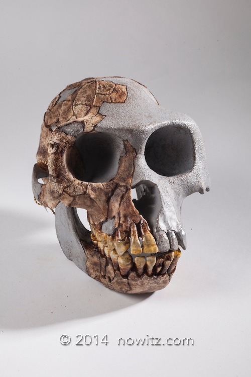 ARA-VP-6/500 - Highly fragmented and distorted partial skull